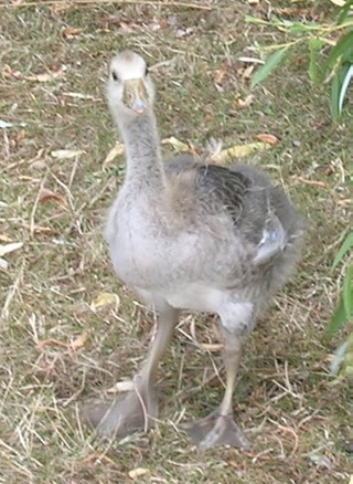 Goosling