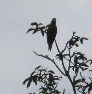 Green_Parrot_Sao_Paulo