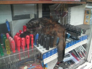 Image323_Sleeping_Cat